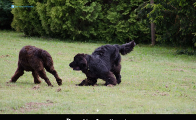 der-neufundlaender.de screenshot