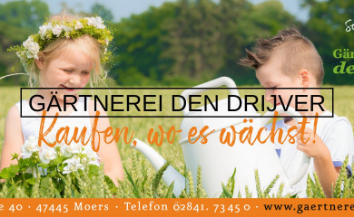 gaertnerei-dendrijver.de screenshot