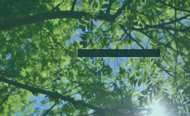 margotbluesarborist.com.au screenshot