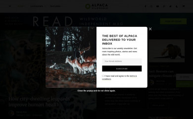 Alpaca Child Theme screenshot