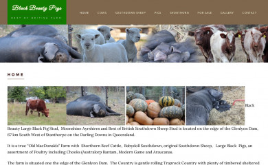 blackbeautypigs.com.au screenshot