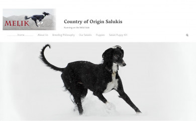 brindlesaluki.com screenshot