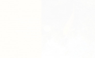 heilpraxis-harmes-homoeopathie.de screenshot