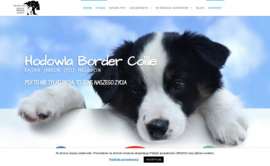 hodowla-bordercollie.com.pl screenshot