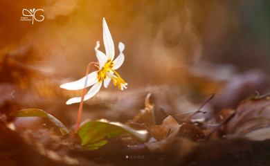 pozhvanov.com screenshot