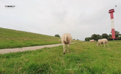 strokosch.de screenshot