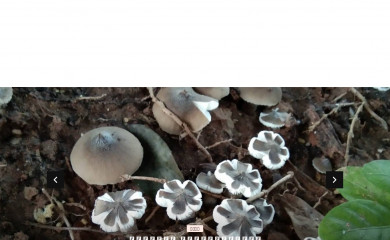saonday.com screenshot