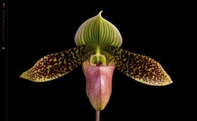 vancouverorchidsociety.ca screenshot